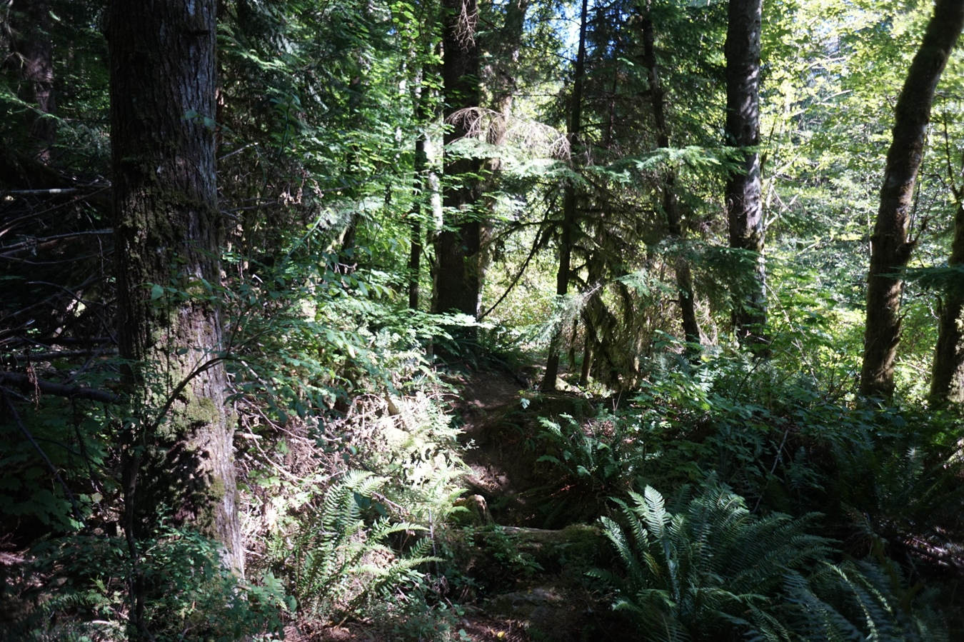 Der Regenwald am Fuße des Lynn Peak.