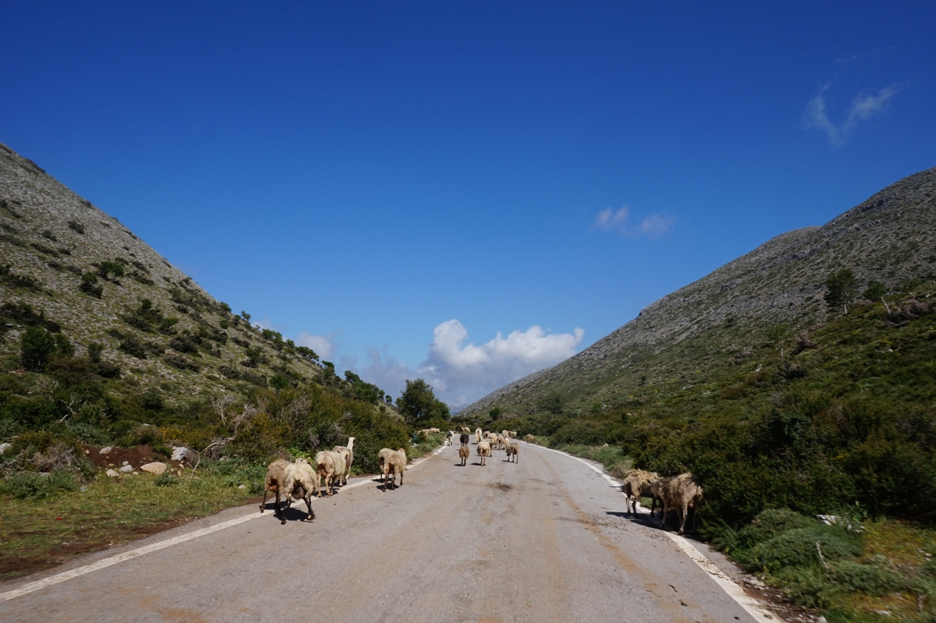 Schafe auf der Bergstraße nach Livadia.