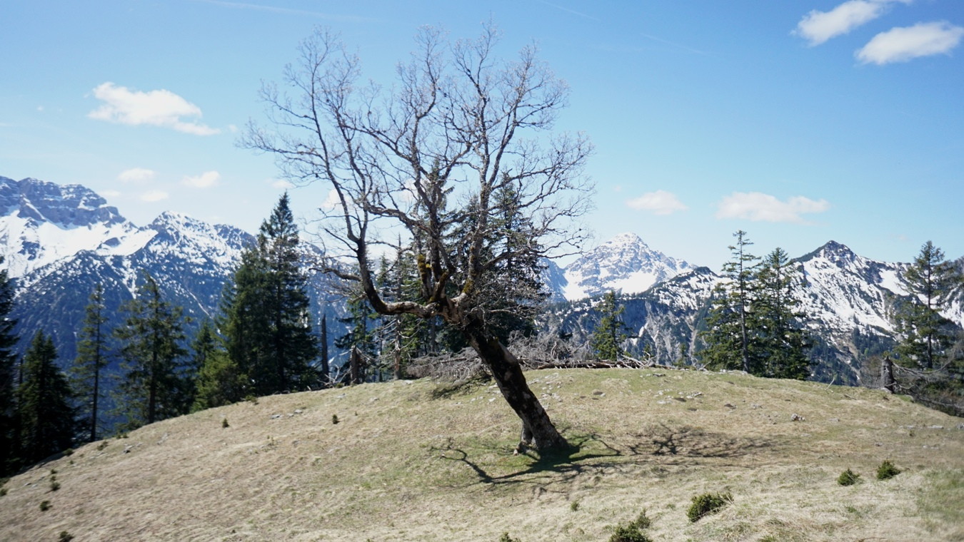 Der einsame Bergahorn unterhalb des Schelleskopf.