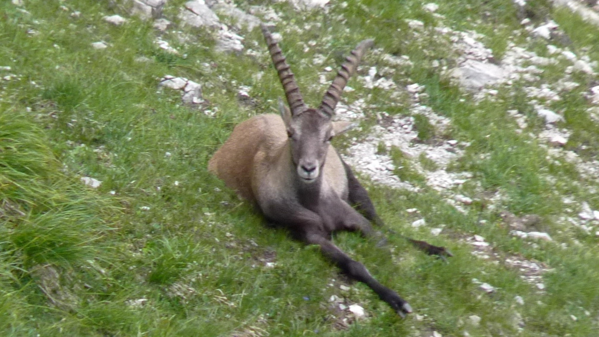 Capra ibex (Alpensteinbock).