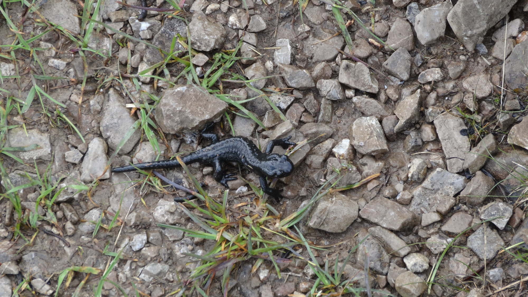 Salamandra atra (Alpensalamander).