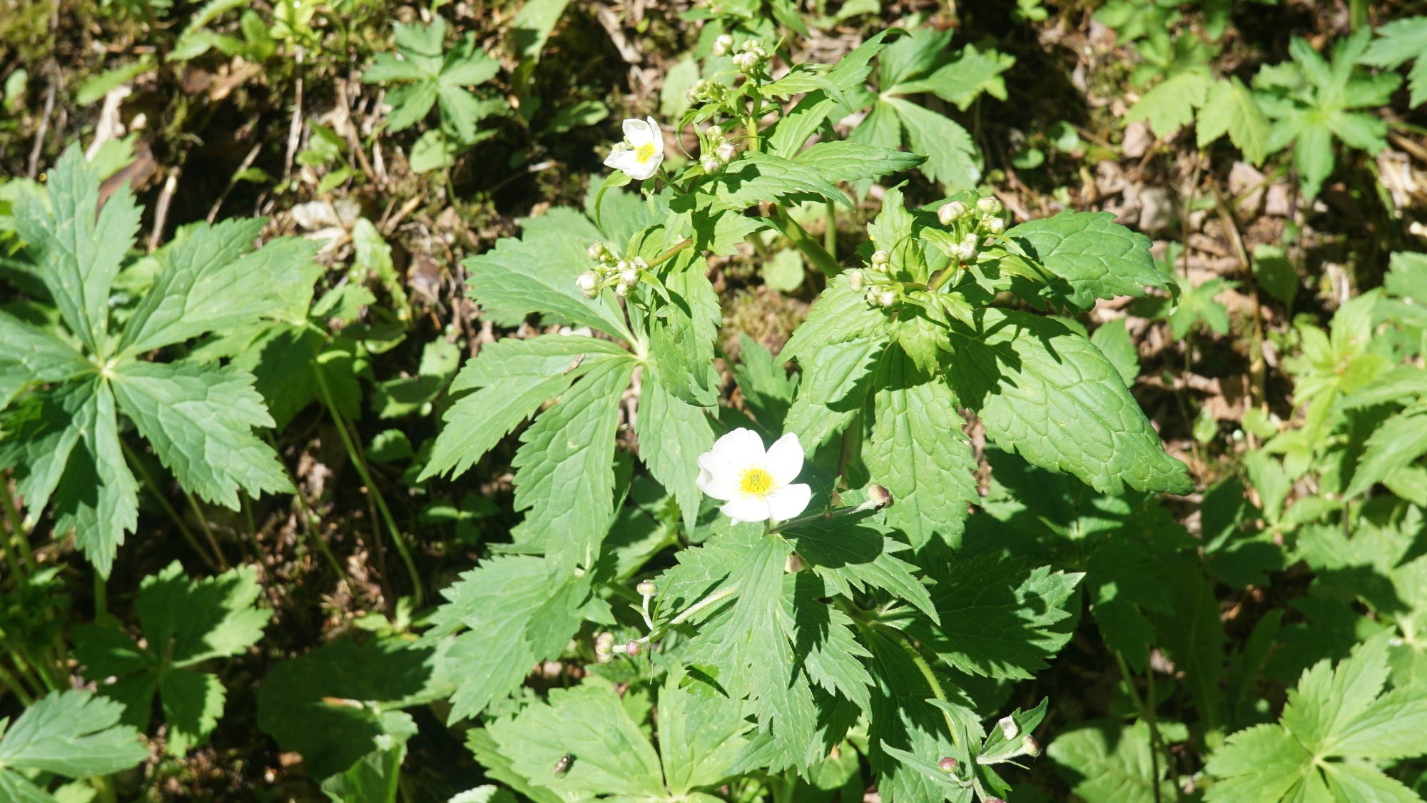 Anemone nemorosa (Buschwindröschen).