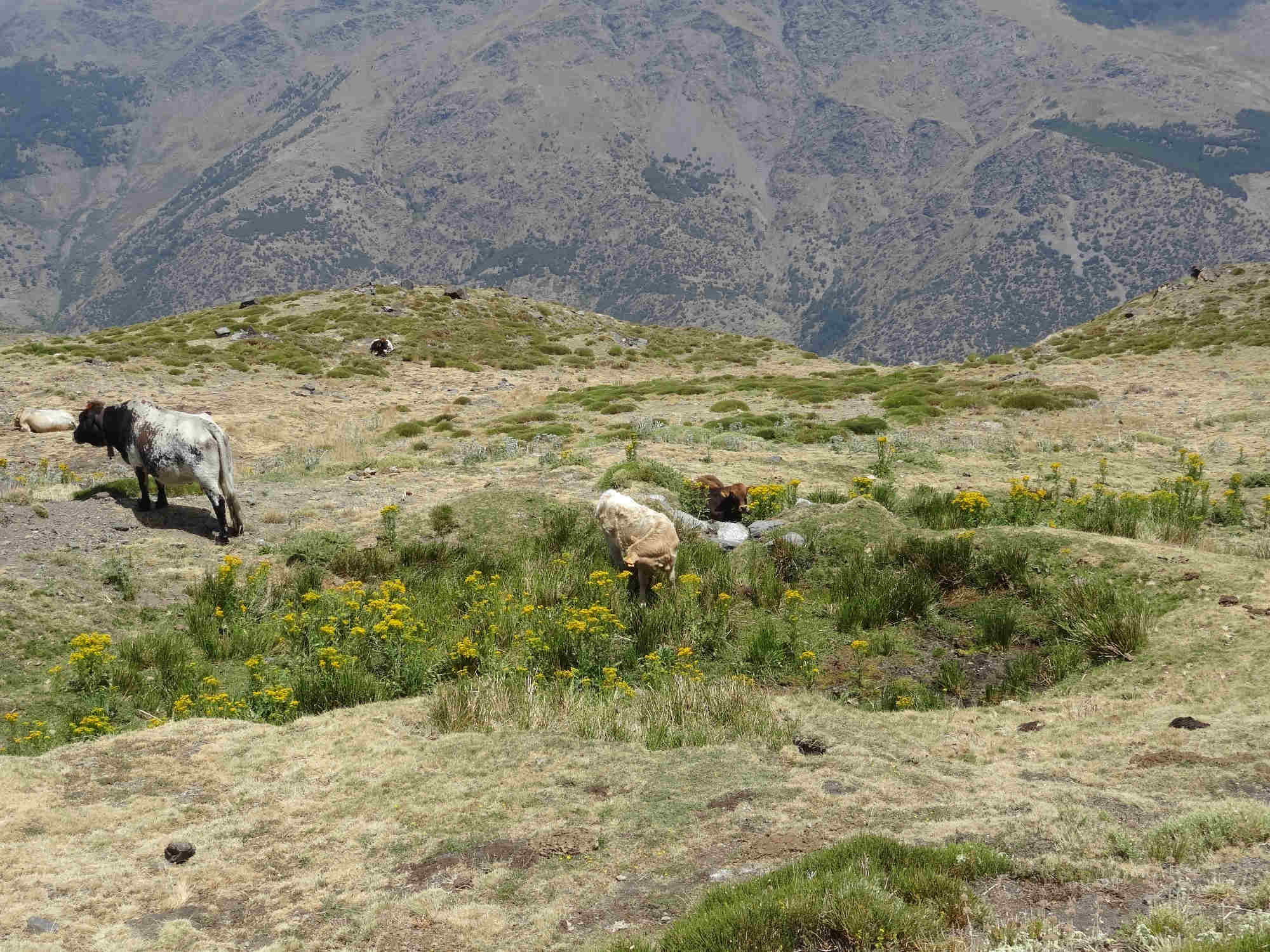 Grasende Kühe in der Sierra Nevada.