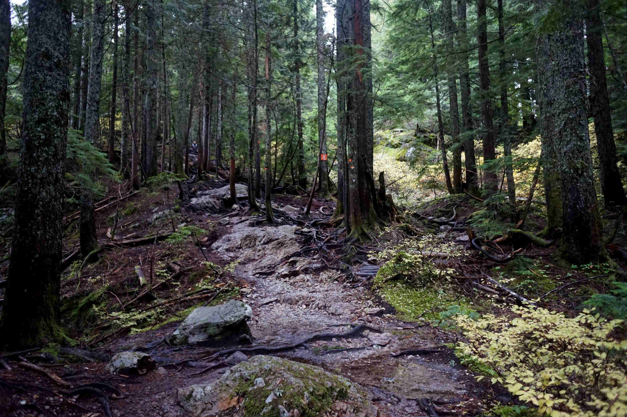 Der BCMC-Trail am Grouse Mountain.
