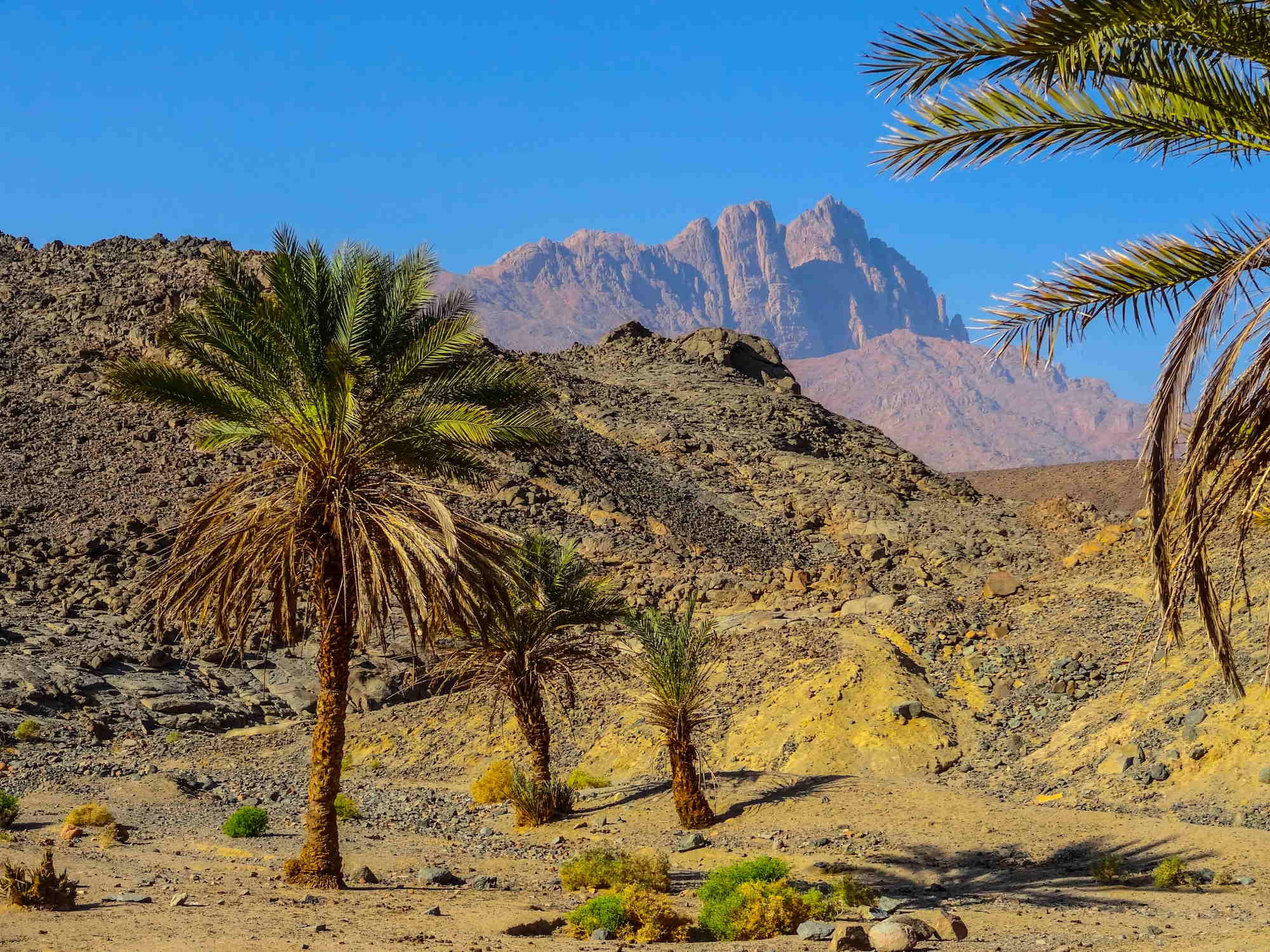 Eine Oase in der Wüste bei Hurghada.