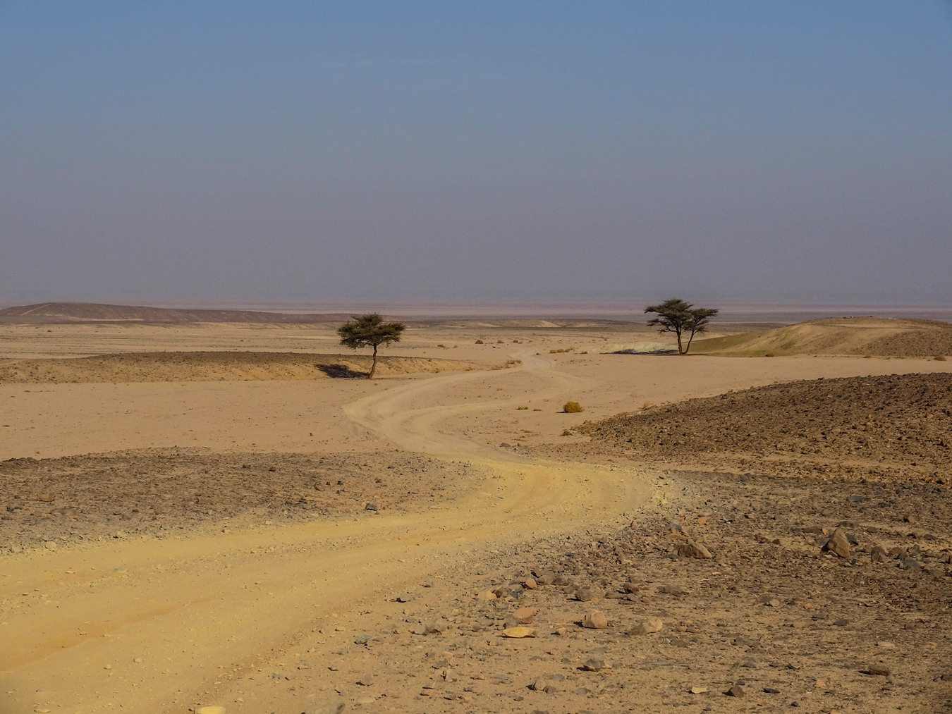 Einsame Akazien in der Arabischen Wüste bei Hurghada.